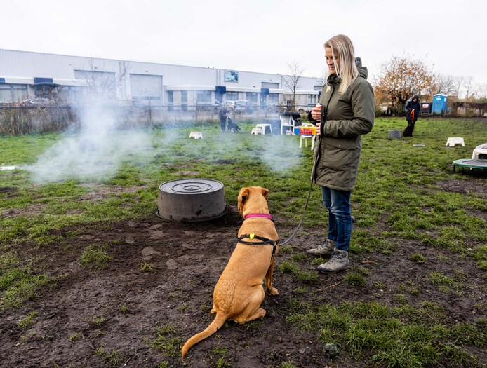 Hond bang voor vuurwerk experts delen waardevolle tips voor de jaarwisseling Hellendoorn