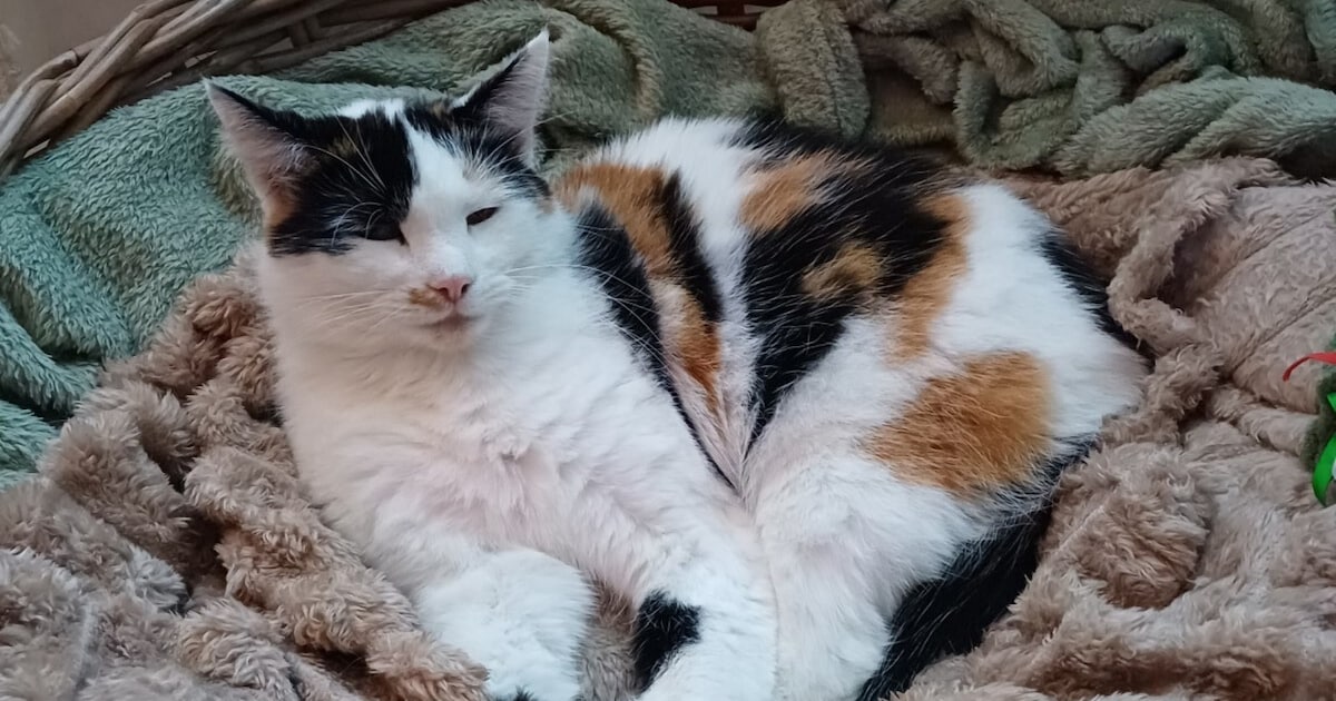 Heb jij Lilou, Lava of Kitty gezien? Deze drie huisdieren worden in Almelo vermist
