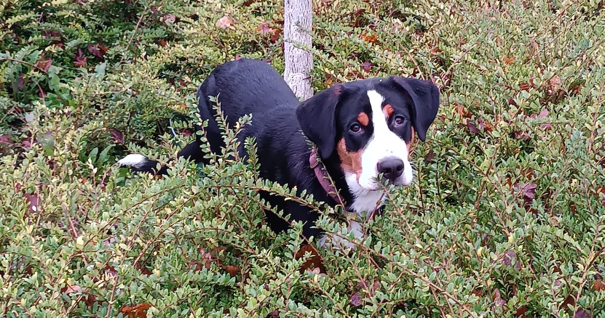 Heb jij Bella gezien? Dit huisdier wordt in Oldenzaal vermist