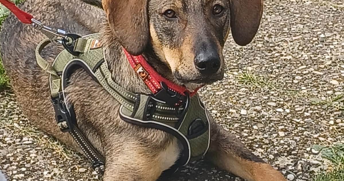 Heb jij Philo gezien? Dit huisdier wordt in Losser vermist