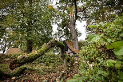 Einde dreigt voor bakspiekerboom in Breklenkamp: ‘Nooit gedacht dat het zover zou komen’