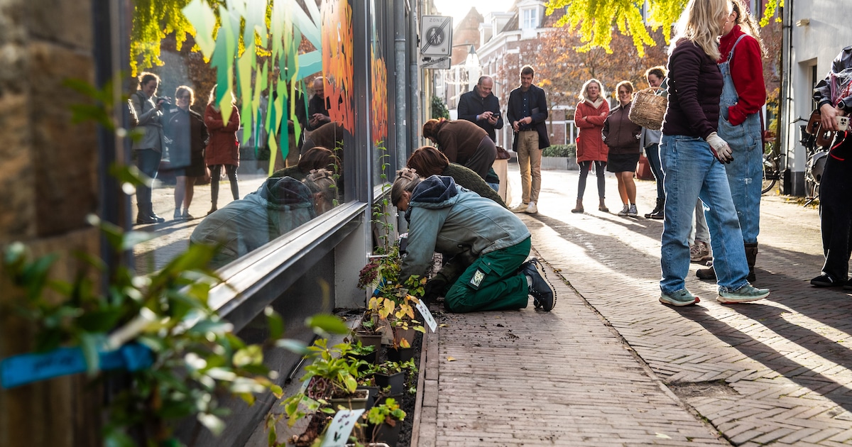 In één klap is een deel van de Deventer binnenstad 700 planten en 2000 bloembollen rijker