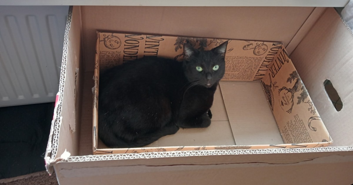 Heb jij Zwartje gezien? Dit huisdier wordt in Hellendoorn vermist