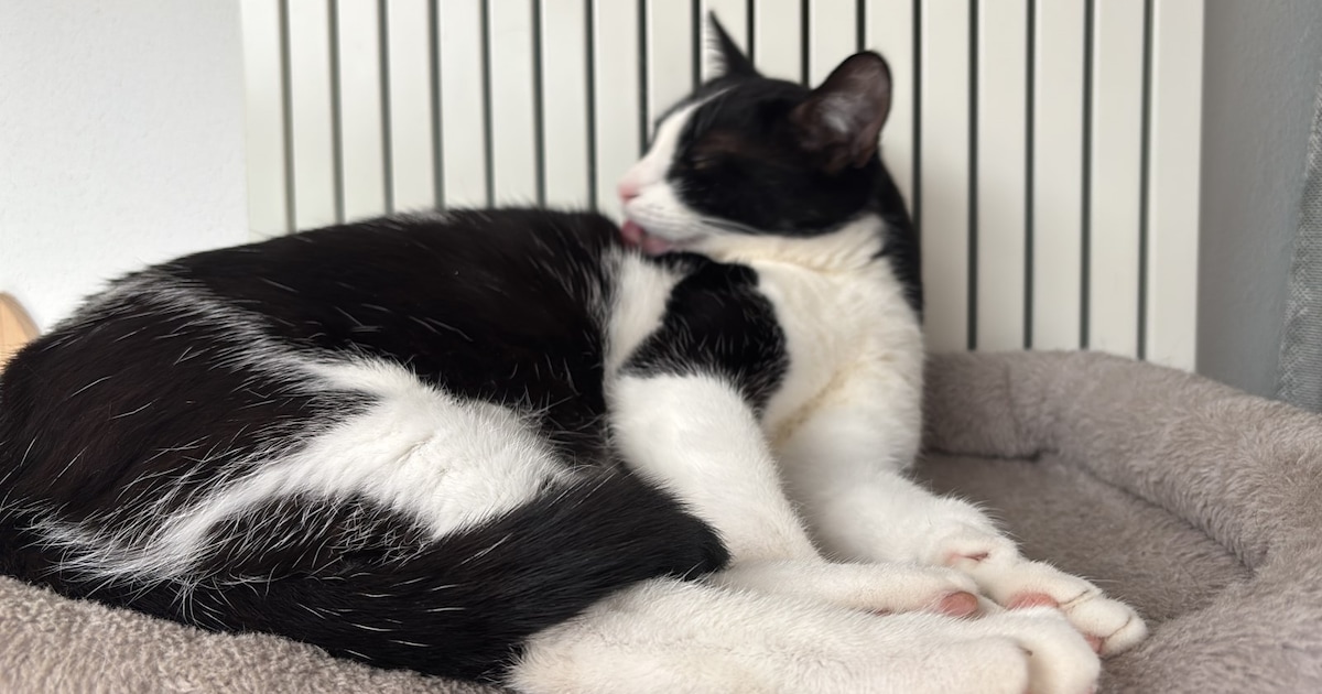 Heb jij Leo gezien? Dit huisdier wordt in Oldenzaal vermist