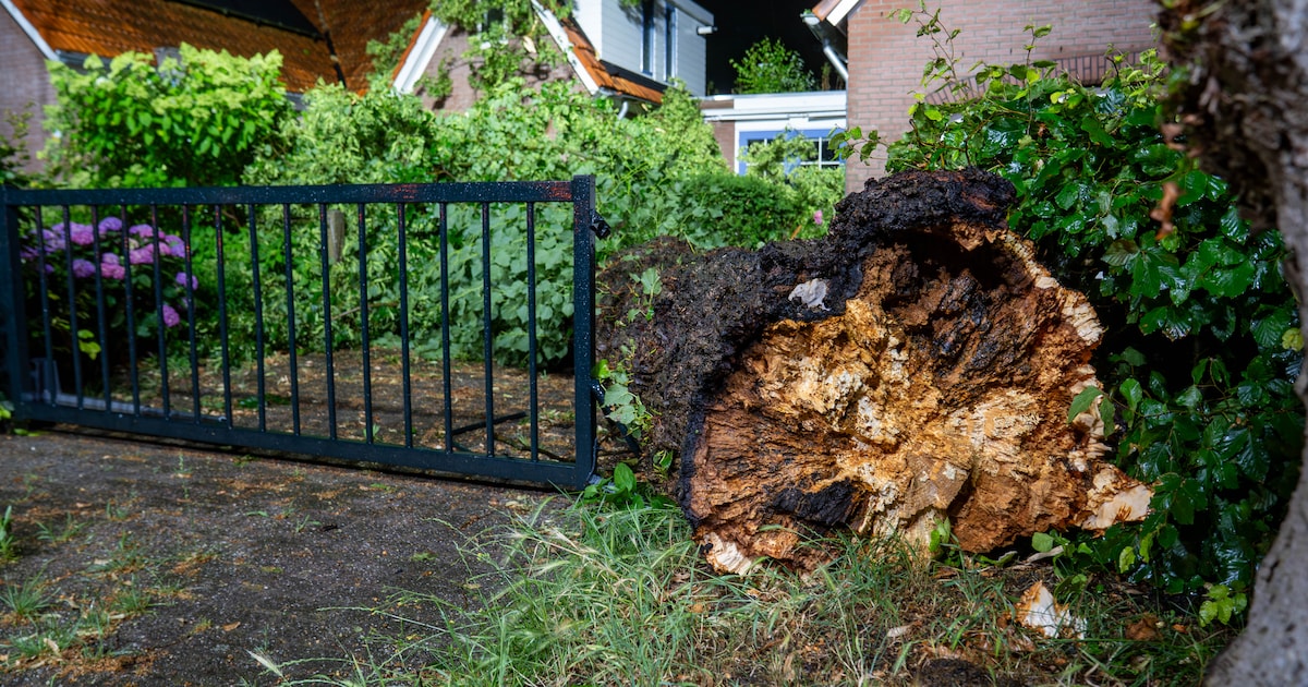 Flinke boom valt op Woning aan Sworminksweg in Colmschate
