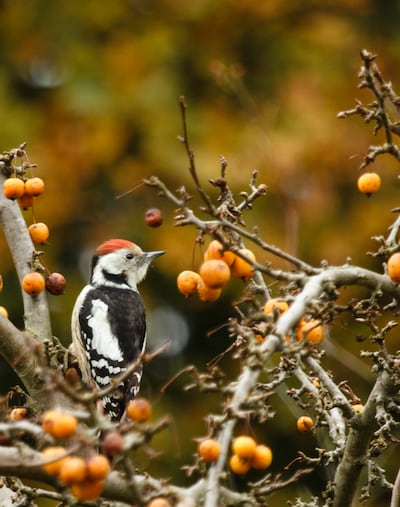 Bonte spechten voelen zich thuis in Twente en de Achterhoek: afstervende bomen zijn een ideale broed