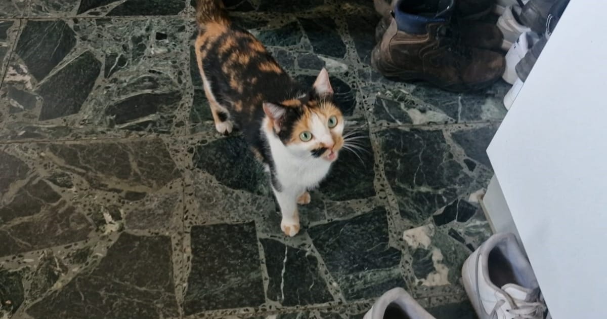 Heb jij Tjippie gezien? Dit huisdier wordt in Aalten vermist