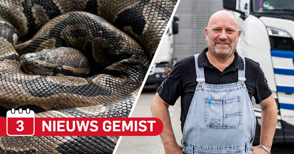 Gemist? Man uit Borne vindt exotische slang in zijn woning & zo reageren Twentse transportbedrijven 