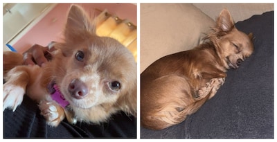 Chihuahua Perla (10 maanden) al dagen zoek in de sneeuwkou: zoekteam vreest maar houdt hoop