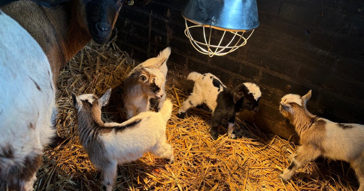 Kinderboerderij in Zutphen trots op moedergeit Angel en haar zeldzame vierling