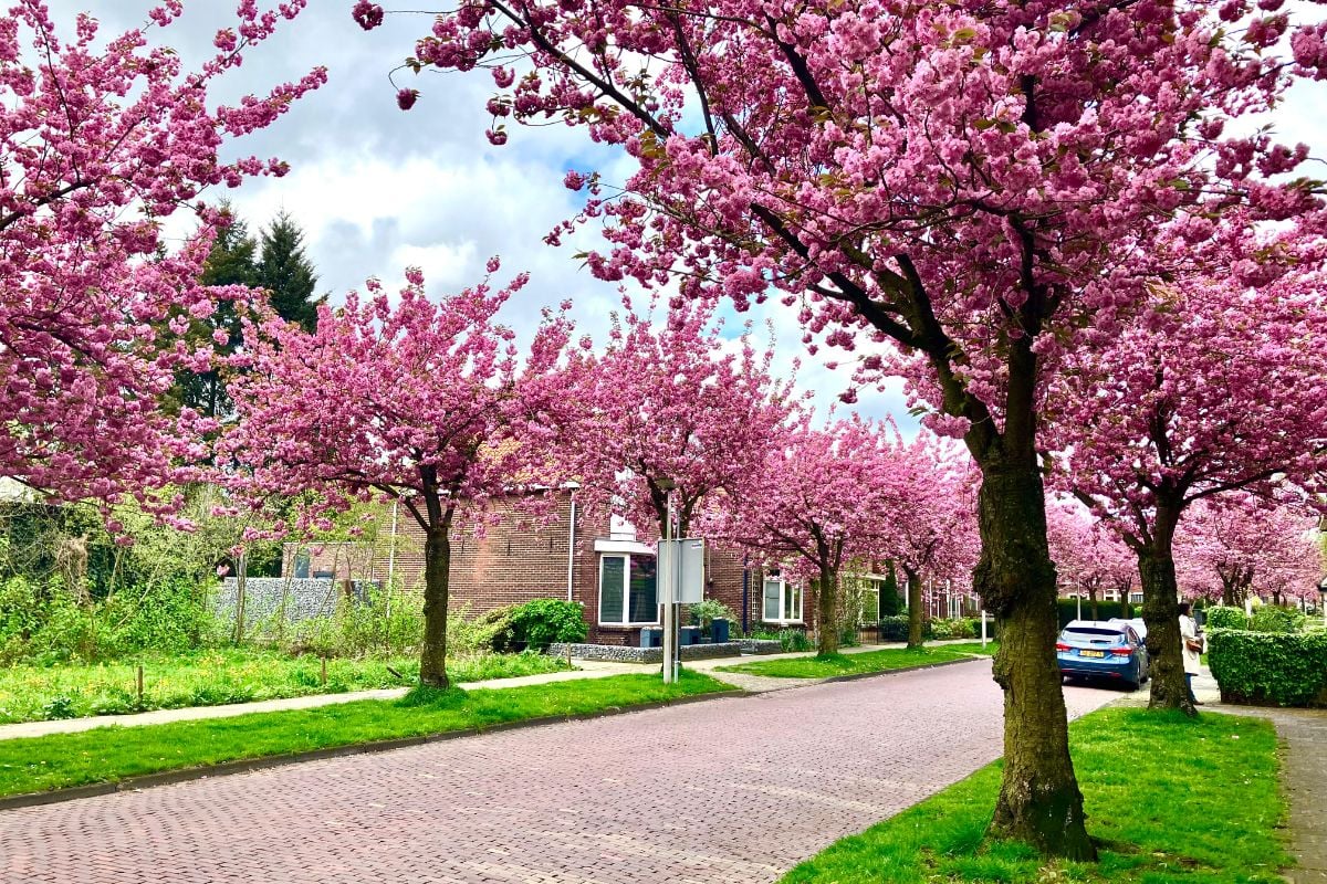 Bewoners maken Hoge Boekelerweg ook dit jaar één dag autovrij voor jouw perfecte bloesemfoto
