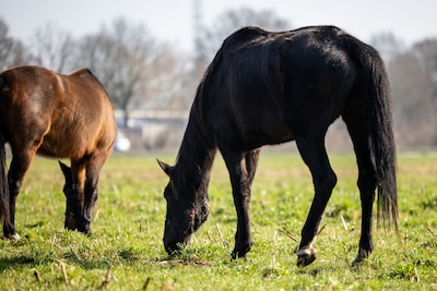 ‘Ik ga niets zeggen’, zegt de eigenaar van de verwaarloosde paarden, maar dan gooit hij al zijn kaarten op tafel