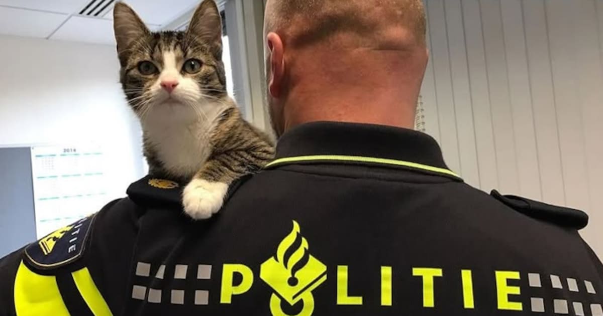 Katten besmeurd in Hengelo en politie waarschuwt: ‘Houd ze binnen!’