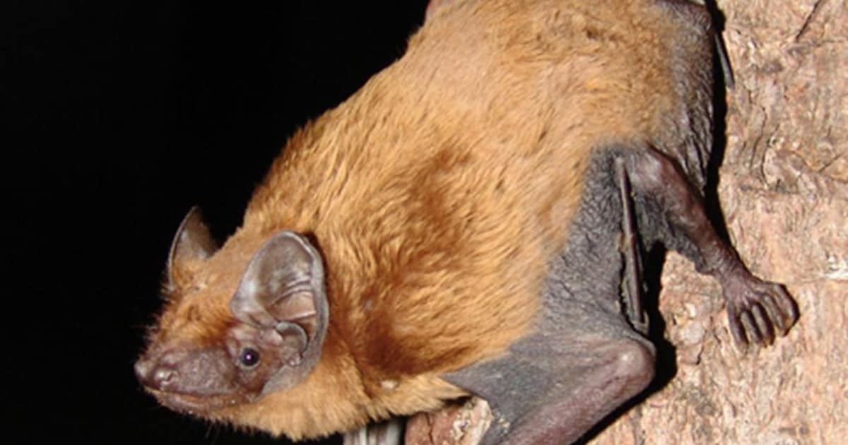 Rosse vleermuis geeft complicaties bij omstreden plan voor historisch landgoed in Nunspeet