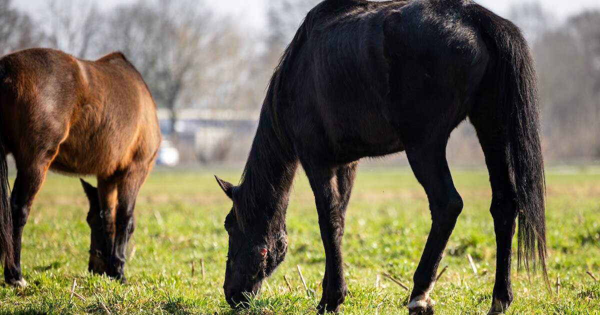 Boomsleepwedstrijd met paarden in natuurgebied Springendal