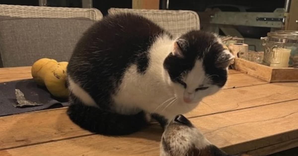 Heb jij Pien gezien? Dit huisdier wordt in Twenterand vermist