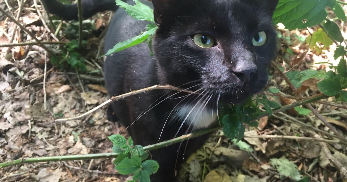 Heb jij Logan of Tinkerbell gezien? Deze twee huisdieren worden in ...