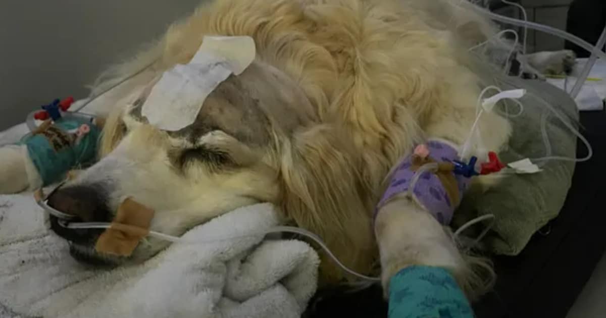 Chatilla vraagt volgers: ‘Geef een bijdrage om mijn doodzieke hond Luna ...