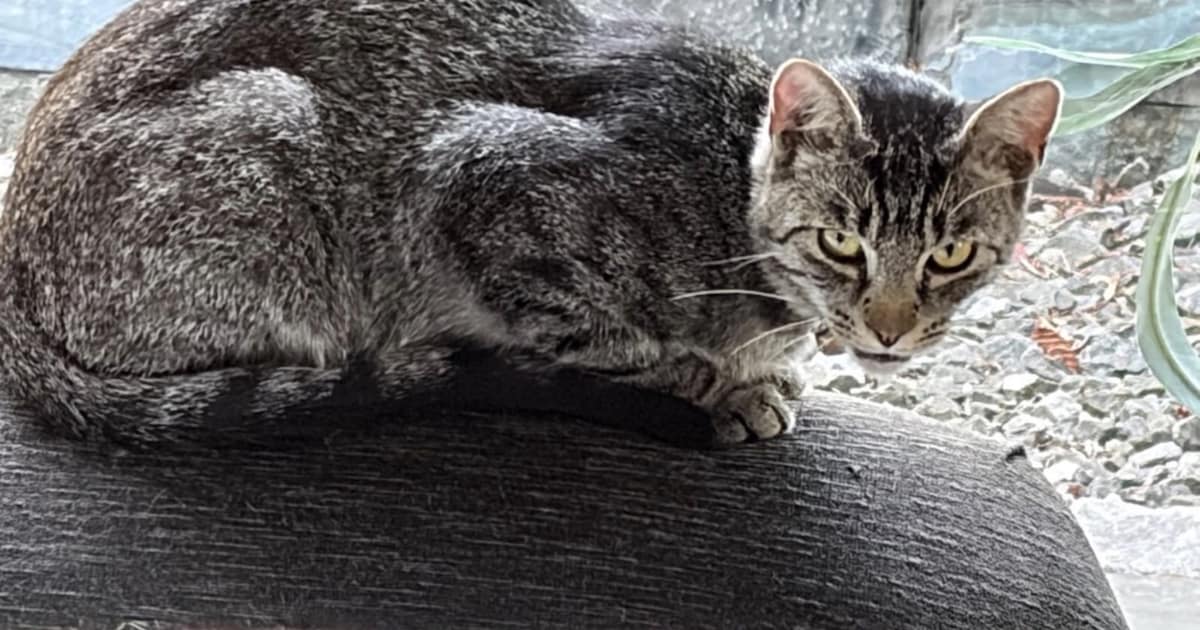 Heb jij Kirby gezien? Dit huisdier wordt in Hellendoorn vermist