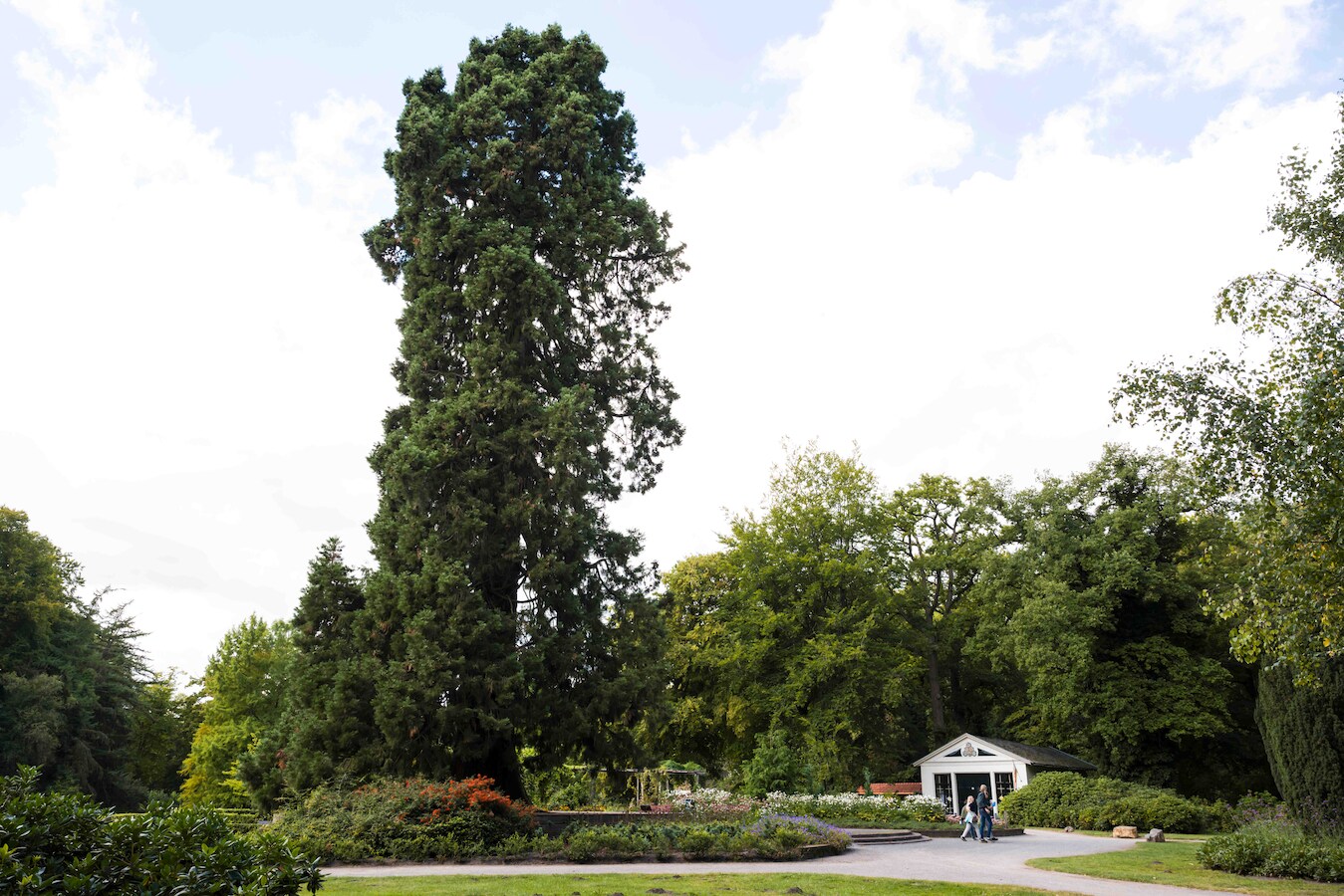 een-winnaar-maar-niet-omdat-ie-de-oudste-dikste-of-de-mooiste-is
