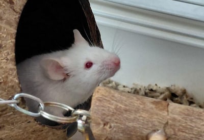 Een muis in je huis: Yuki piept graag het asiel uit