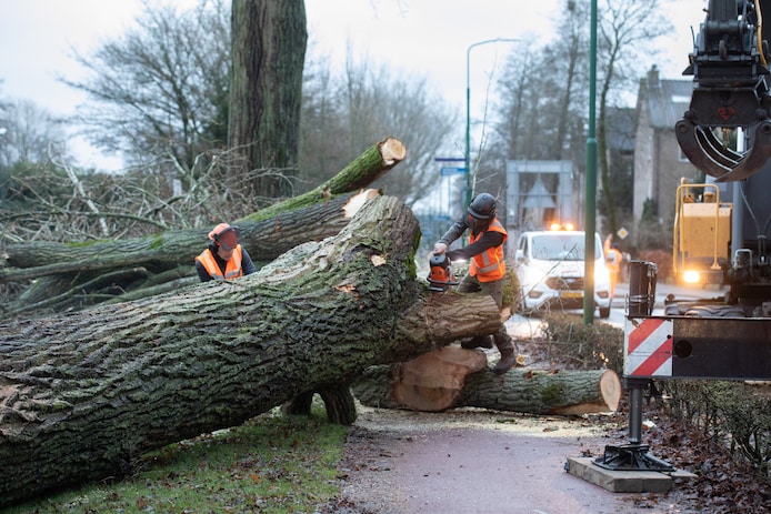 Opgepast: Borne gaat op grote schaal bomen kappen (en dat kan enige hinder  veroorzaken) | Borne | tubantia.nl