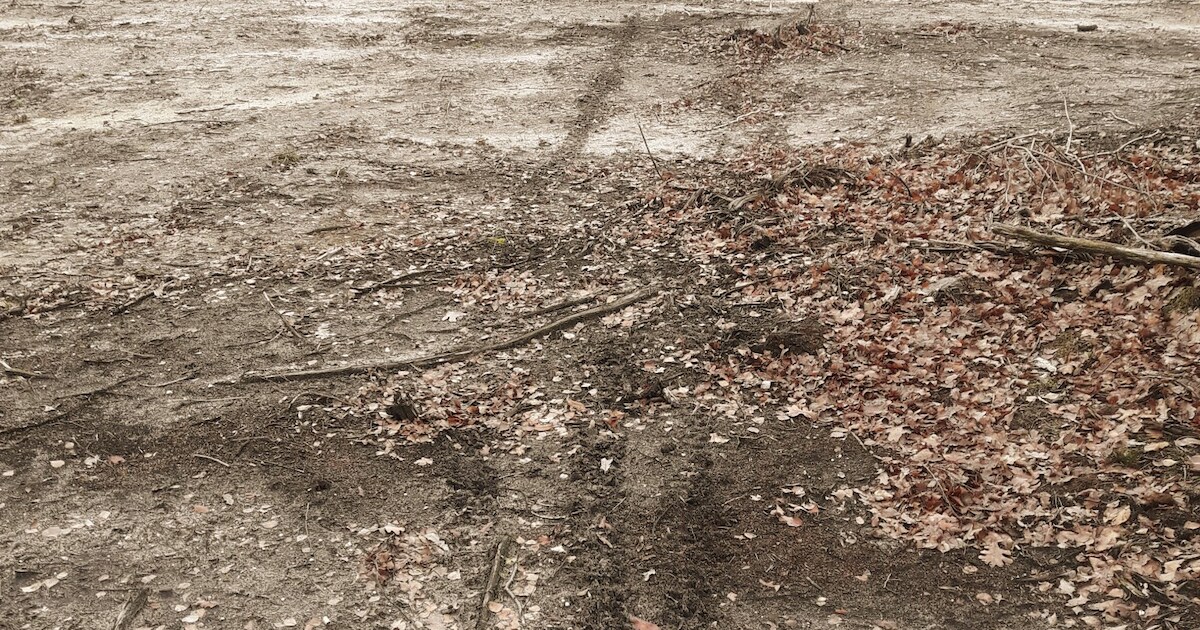 Boswachter Jeroen baalt: heidegebied in Hezingen wordt gebruikt als crossbaan