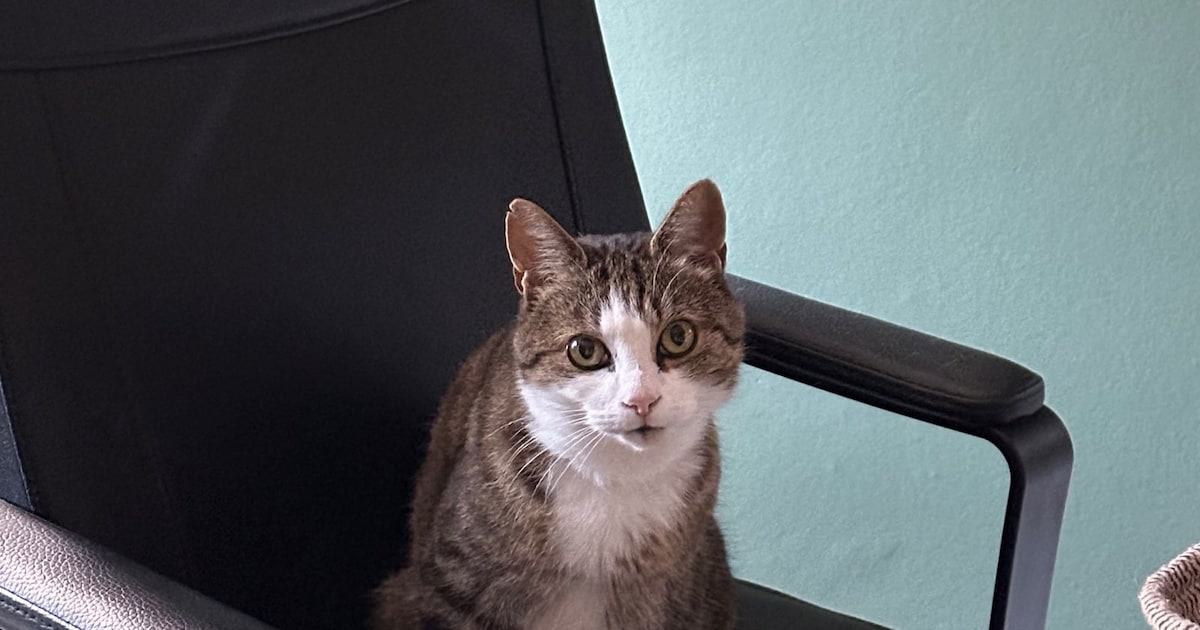 Heb jij Pharos gezien? Dit huisdier wordt in Haaksbergen vermist