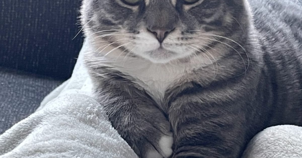 Heb jij Meneer Poes gezien? Dit huisdier wordt in Dinkelland vermist