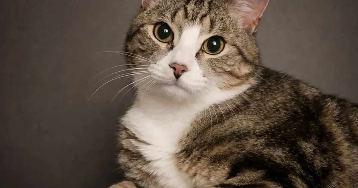 Heb jij Leo gezien? Deze twee huisdieren worden in Twenterand vermist