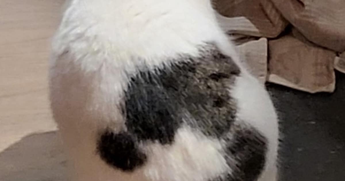 Heb jij Simba gezien? Dit huisdier wordt in Hof van Twente vermist
