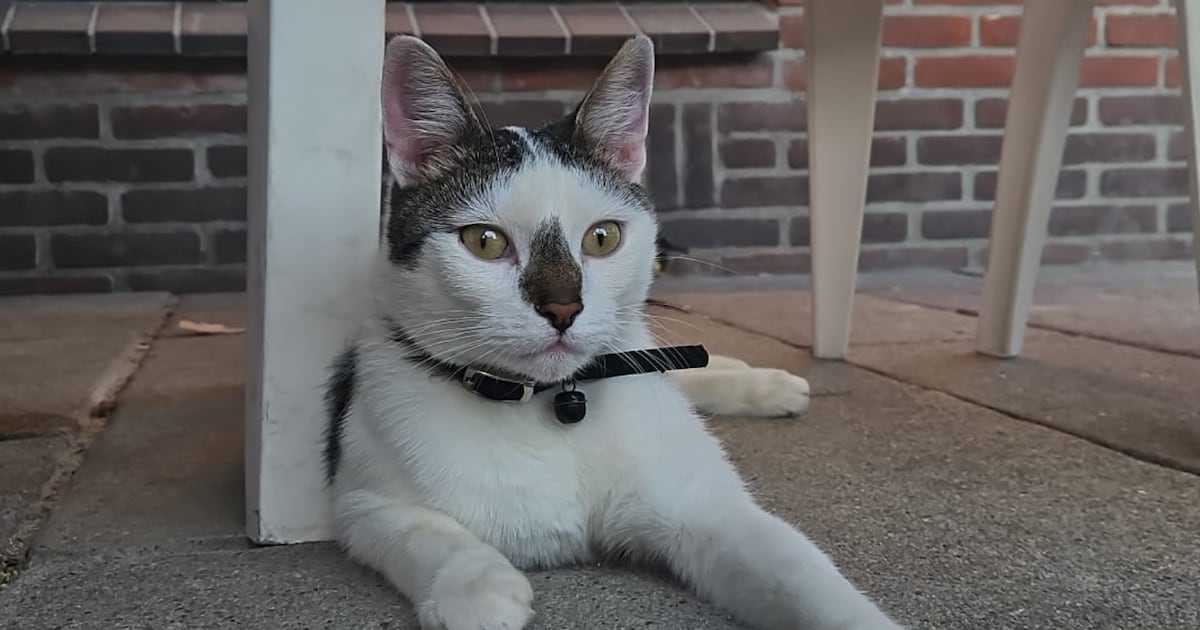 Heb jij Teddy gezien? Dit huisdier wordt in Twenterand vermist