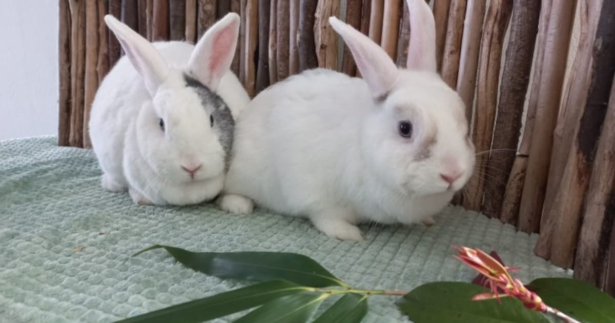 Baasje gezocht: Simba en Pip zoeken samen gouden mandje