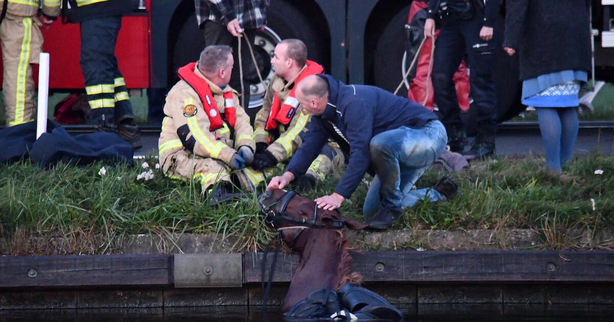 Paard springt van schrik met ruiter in het water in Daarlerveen