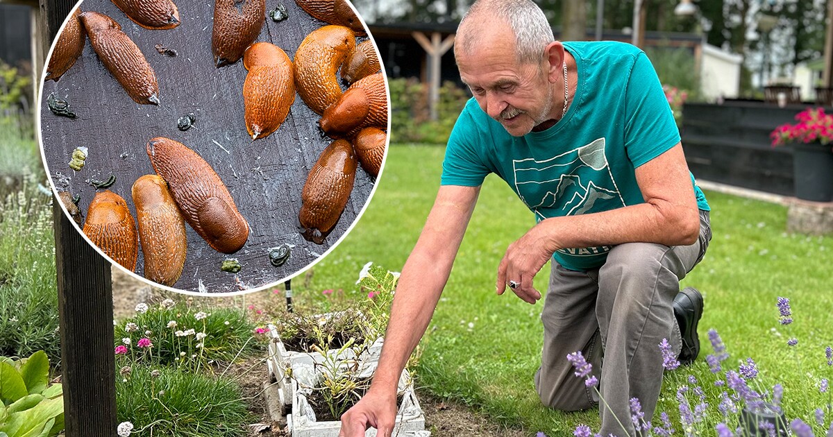 Glibberig bezoek teistert campinggasten in Twente: 'Binnen een week ...