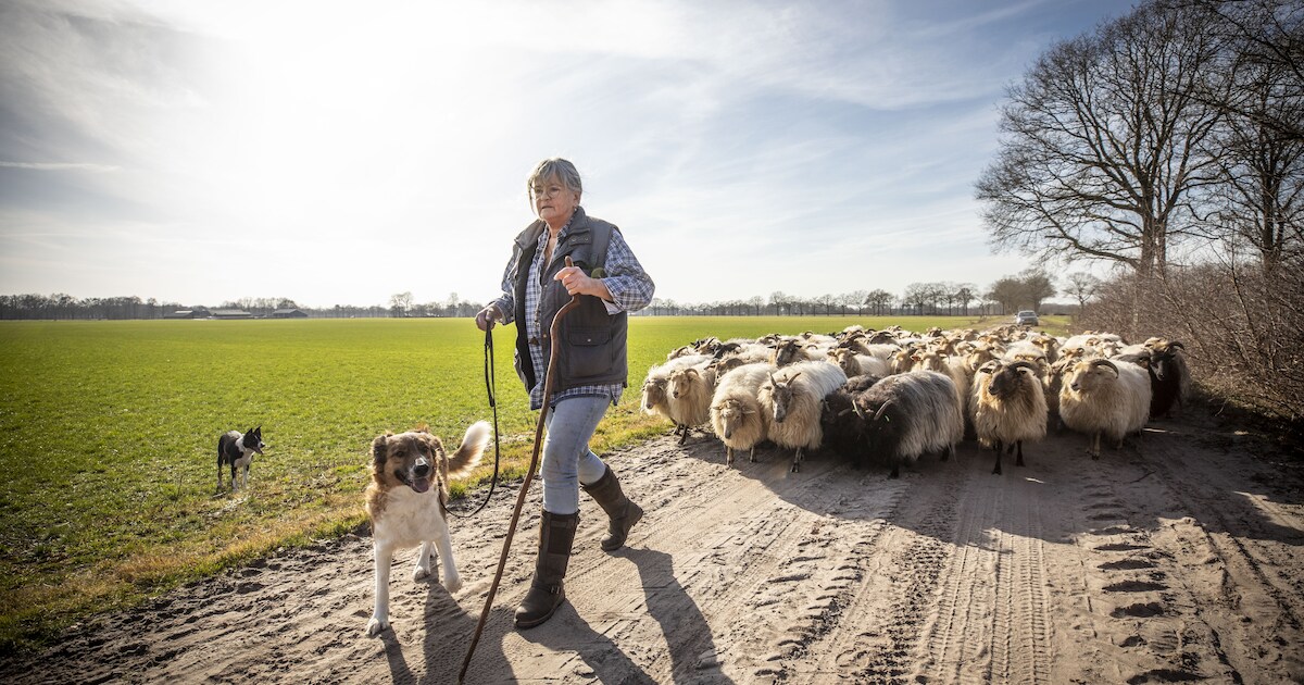 Twee extra stroomdraden moeten schaapskudde in het Springendal beschermen tegen solitaire Duitse wol