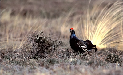 ‘Erken toch eens dat inheemse korhoen allang is uitgestorven’