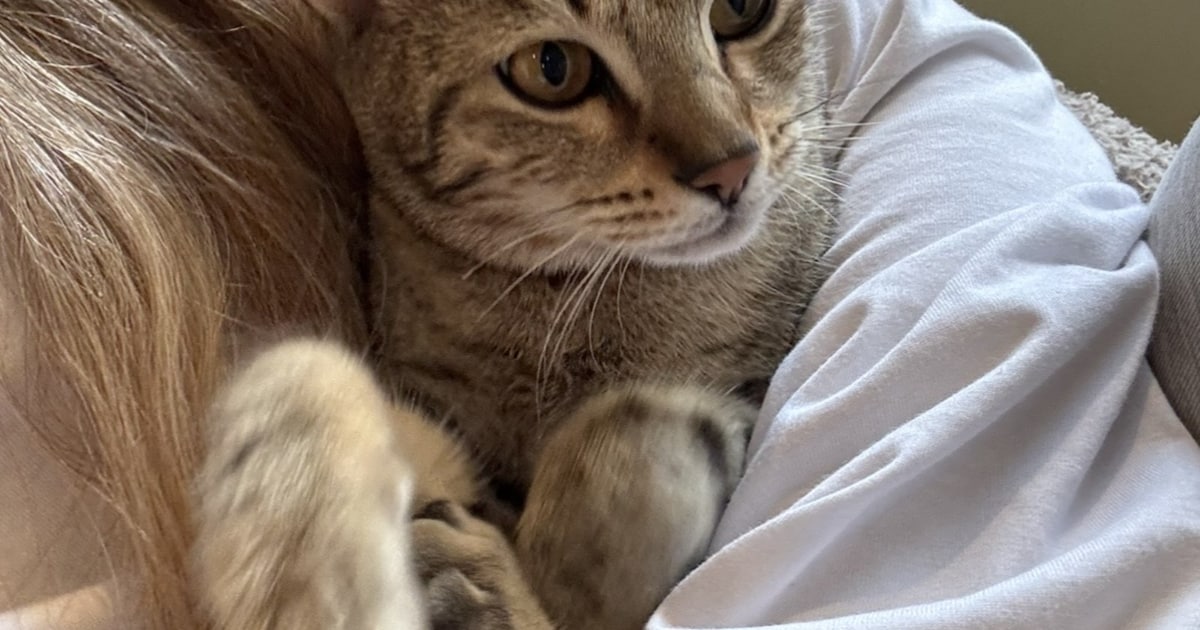 Heb jij Koos of Miffy gezien? Deze twee huisdieren worden in Oost Gelre vermist