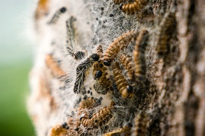 Een nieuw record: in Hengelo is de eerste eikenprocessierups gevonden