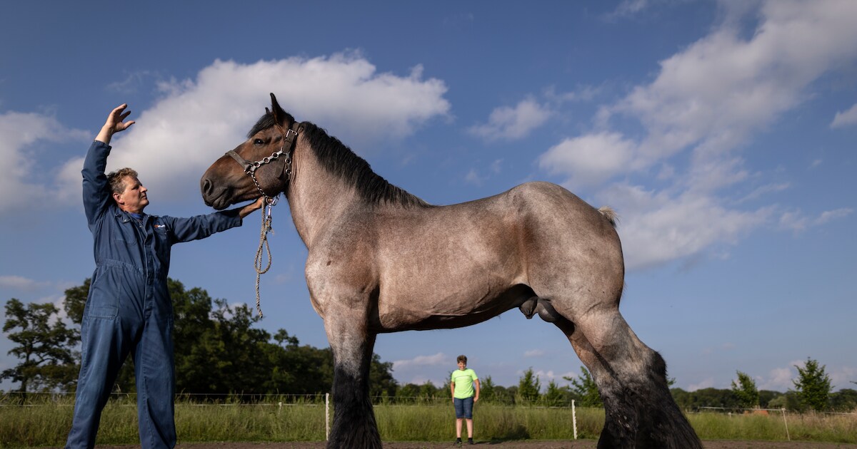 Dat het Belgisch trekpaard in Diepenheim gigantisch is, is een understatement