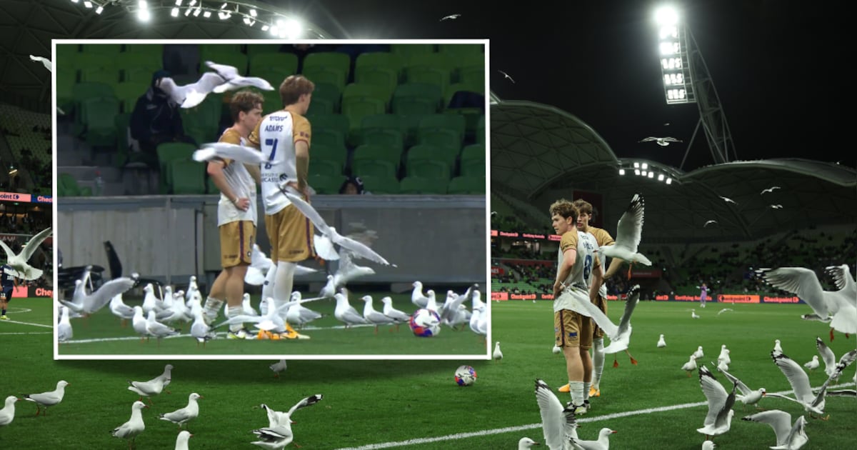 Opmerkelijke beelden in Australische divisie: zwerm meeuwen teistert voetballers
