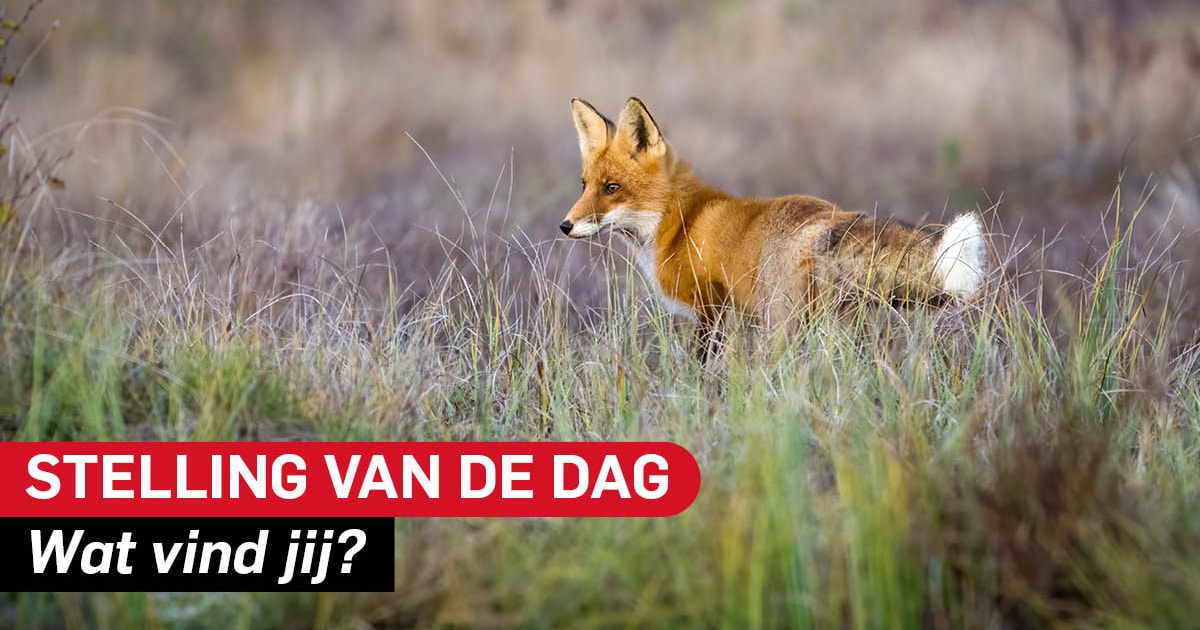 Stelling | Het is goed dat vossen worden gedood om onze weidevogels te beschermen