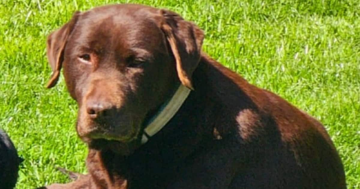 Al een dikke maand zoek na ongeluk in Barneveld: vermagerde hond Shadow dwaalt rond in Utrecht.