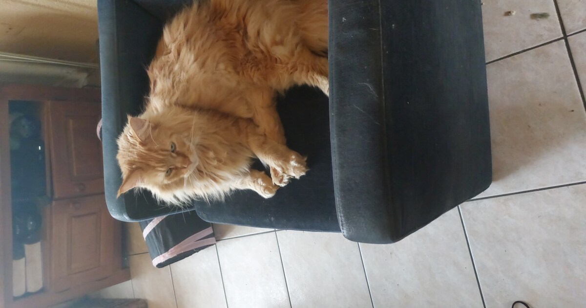 Heb jij Boris gezien? Dit huisdier wordt in Dinkelland vermist