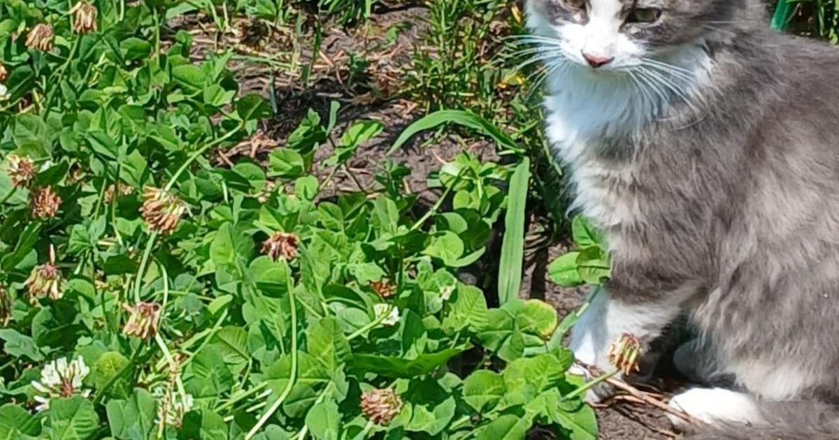 Heb jij Moes of Poes gezien? Deze twee huisdieren worden in Hof van Twente vermist