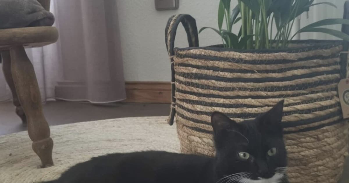 Heb jij Knofje gezien? Dit huisdier wordt in Twenterand vermist