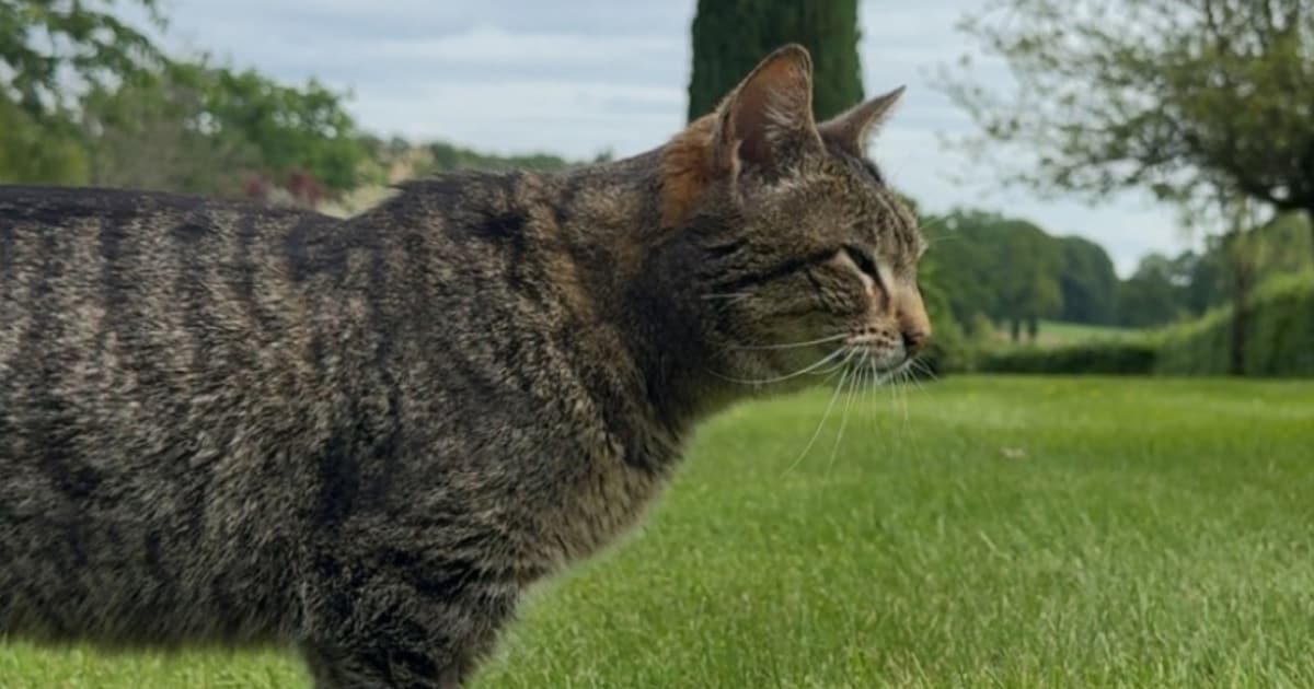 Heb jij Bruno of Poesje gezien? Deze twee huisdieren worden in Losser vermist