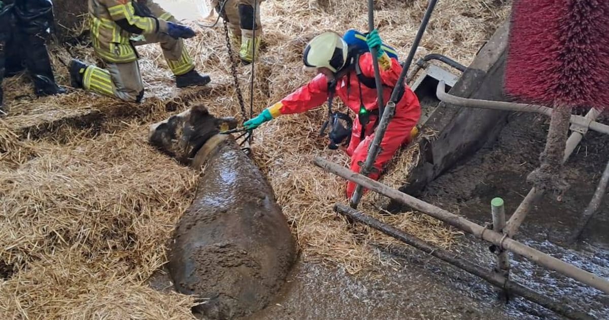 veertig-koeien-door-stalvloer-gezakt-staan-in-eigen-poep-en-plas