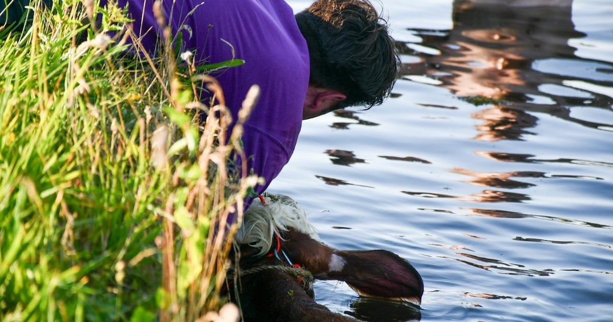 Jonge koe te water in Daarlerveen: omstanders en brandweer schieten dier te hulp