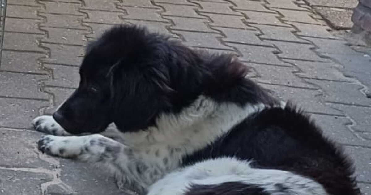 Heb jij Saar gezien? Dit huisdier wordt in Tubbergen vermist